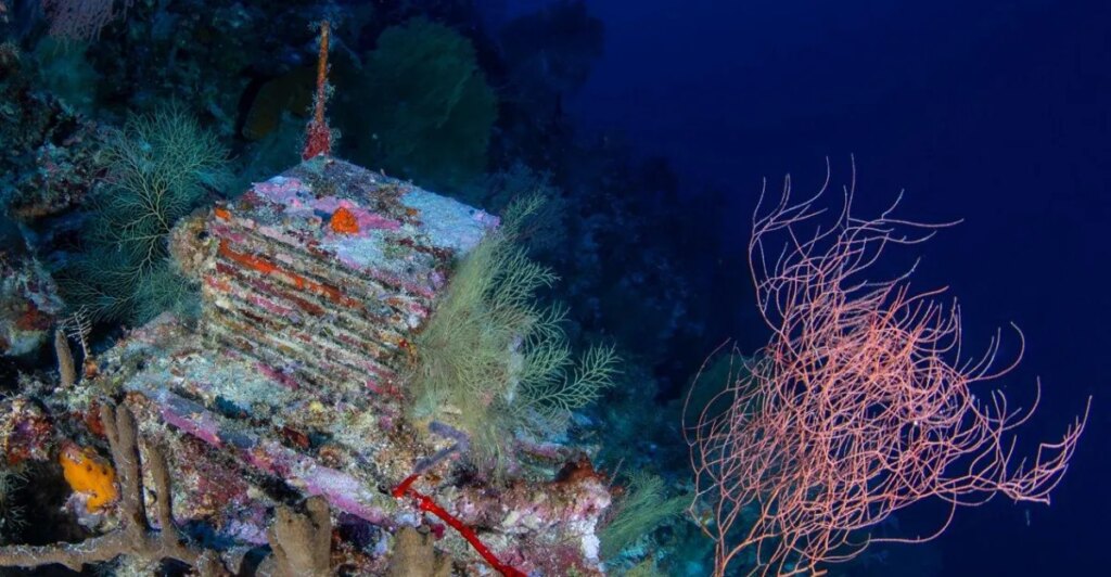 Inside a quest to learn about the ocean’s mysterious “deep reefs”