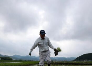 How Japan went from a rice shortage to a rice surplus in two years, as climate change, tourism, and a U.S. trade fight collided