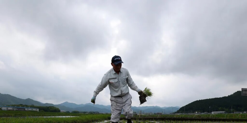 How Japan went from a rice shortage to a rice surplus in two years, as climate change, tourism, and a U.S. trade fight collided
