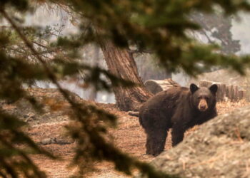 Pooch gives life trying to save California couple during bear attack