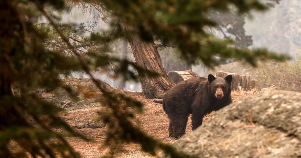 Pooch gives life trying to save California couple during bear attack