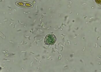 In an $80 Motel Room, a Discovery to Shed Light on the Origins of Life
