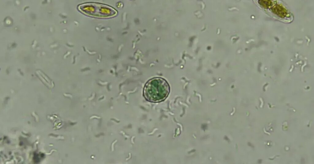 In an $80 Motel Room, a Discovery to Shed Light on the Origins of Life