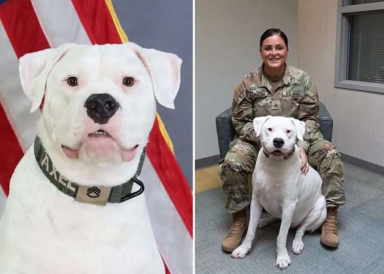 Deaf dog surrendered as puppy to now deploy with National Guard