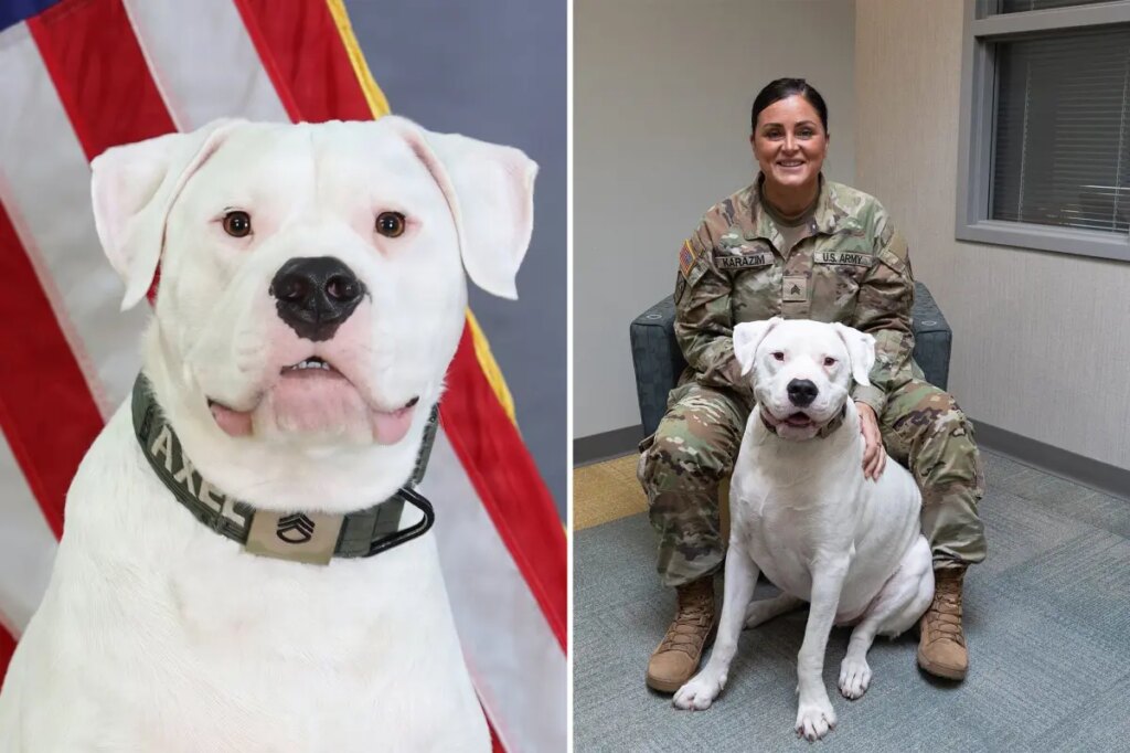 Deaf dog surrendered as puppy to now deploy with National Guard
