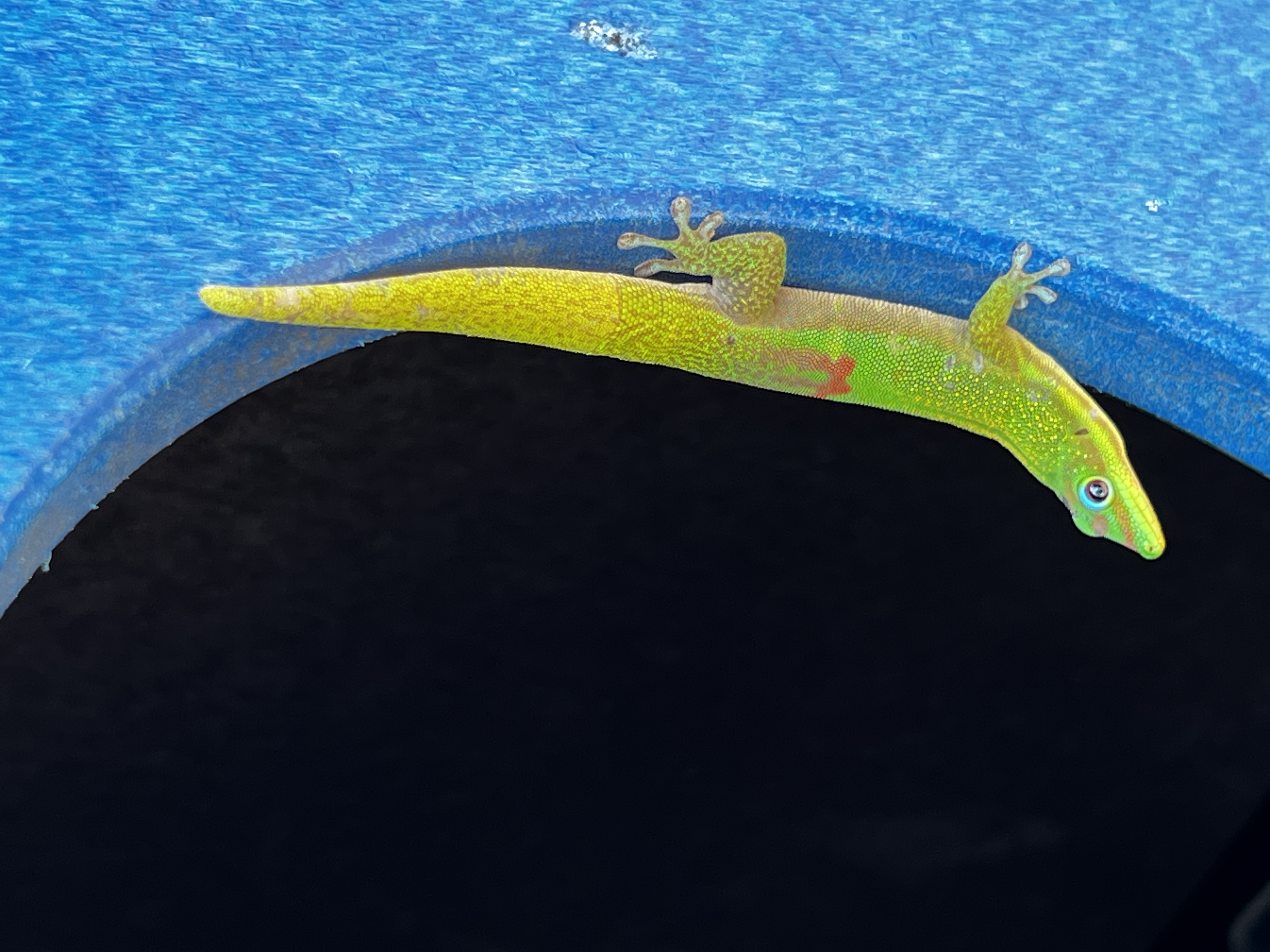 A Gold Dusk Day Gecko