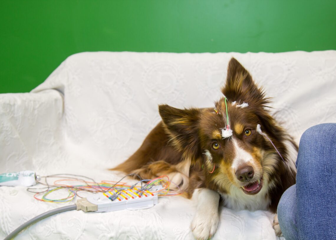 Dogs use a surprising method to understand human language, new study suggests