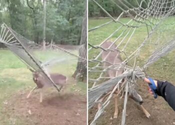 Wild moment Long Island deer has to be rescued after getting antlers caught in hammock