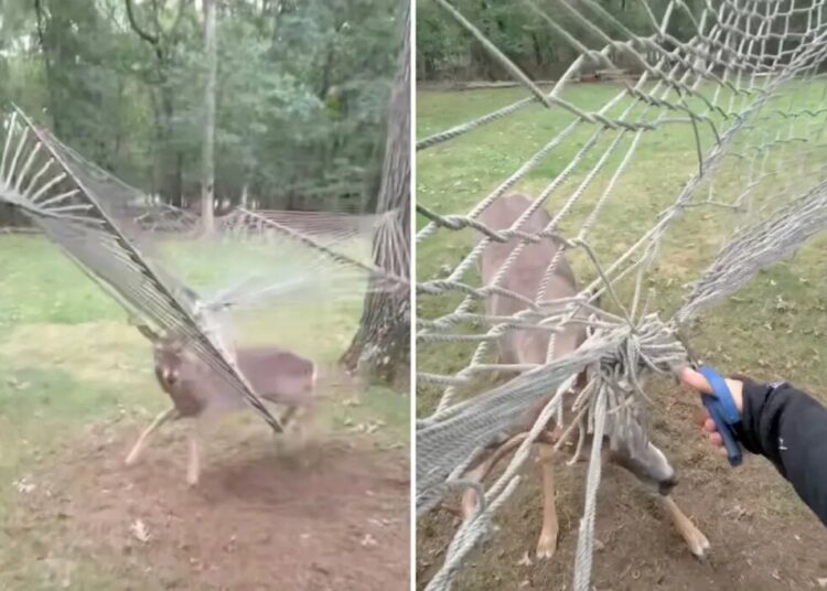 Wild moment Long Island deer has to be rescued after getting antlers caught in hammock