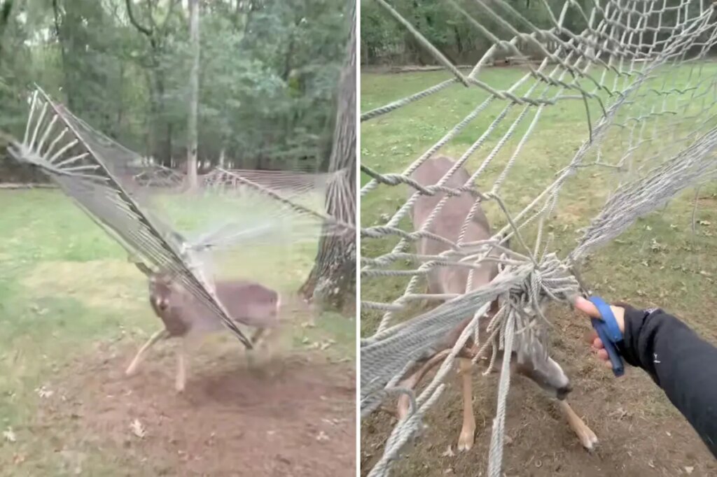 Wild moment Long Island deer has to be rescued after getting antlers caught in hammock