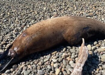 700-Pound Sea Lion Is Found to Have Been Shot at Least 12 Times