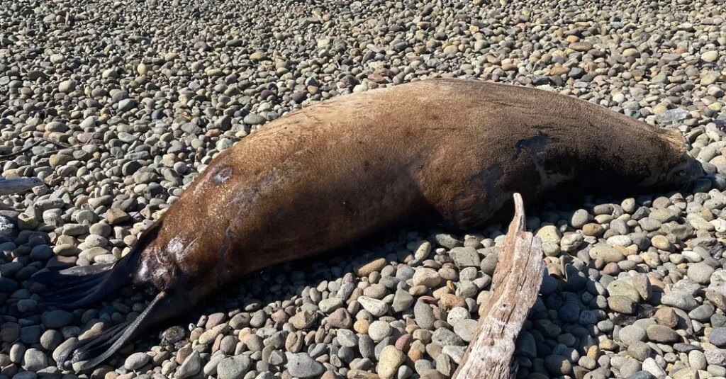 700-Pound Sea Lion Is Found to Have Been Shot at Least 12 Times