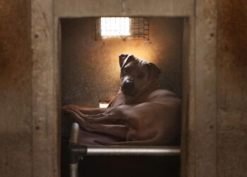 Newsom signs bill that seeks to help abused dogs and cats avoid long shelter stays
