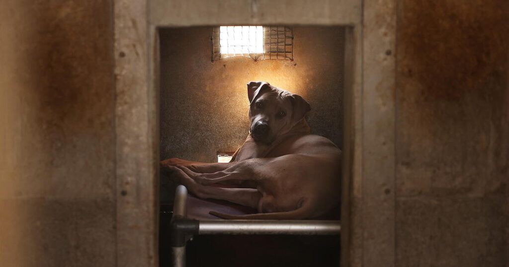 Newsom signs bill that seeks to help abused dogs and cats avoid long shelter stays