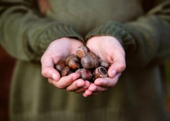 The case for America’s original superfood — the acorn