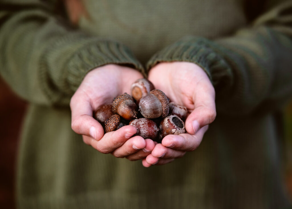 The case for America’s original superfood — the acorn