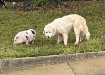 A pig named Charlie and a dog named Rip escaped together. Only one made it home.