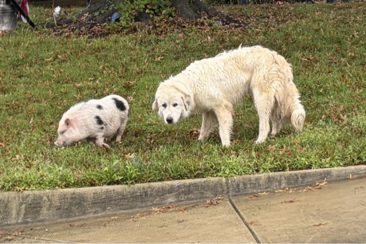 A pig named Charlie and a dog named Rip escaped together. Only one made it home.