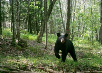 Scientists analyzed 22,000 hours of bear videos. This is what they learned.