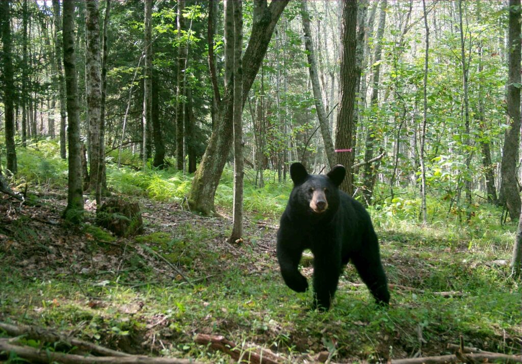 Scientists analyzed 22,000 hours of bear videos. This is what they learned.