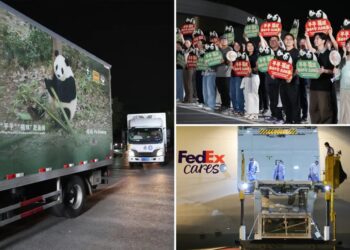 2 giant pandas set off to Atlanta zoo from China after Xi-Trump summit