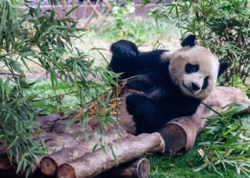 Giant Pandas, Icons of China’s Soft Diplomacy, Arrive in Atlanta