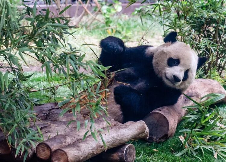 Giant Pandas, Icons of China’s Soft Diplomacy, Arrive in Atlanta
