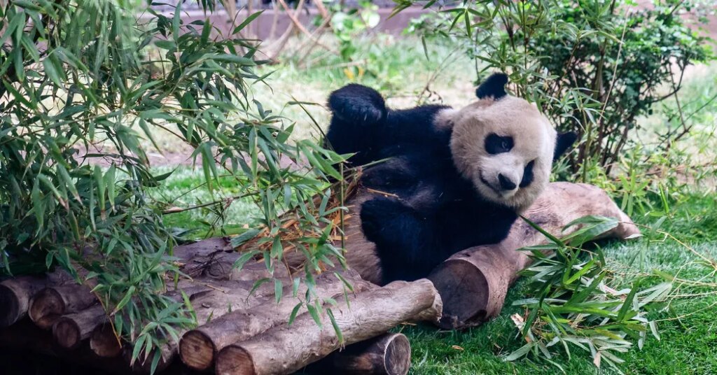 Giant Pandas, Icons of China’s Soft Diplomacy, Arrive in Atlanta