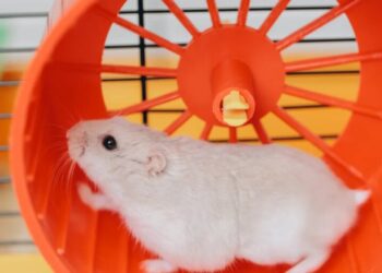 The U.S. economy is running hot and stuck on a hamster wheel as GDP growth must outpace borrowing costs—or else get sucked into a debt spiral
