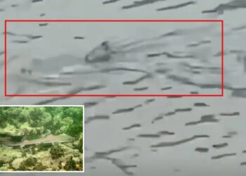 Shark seen swimming through flooded NJ streets as violent nor’easter batters coast