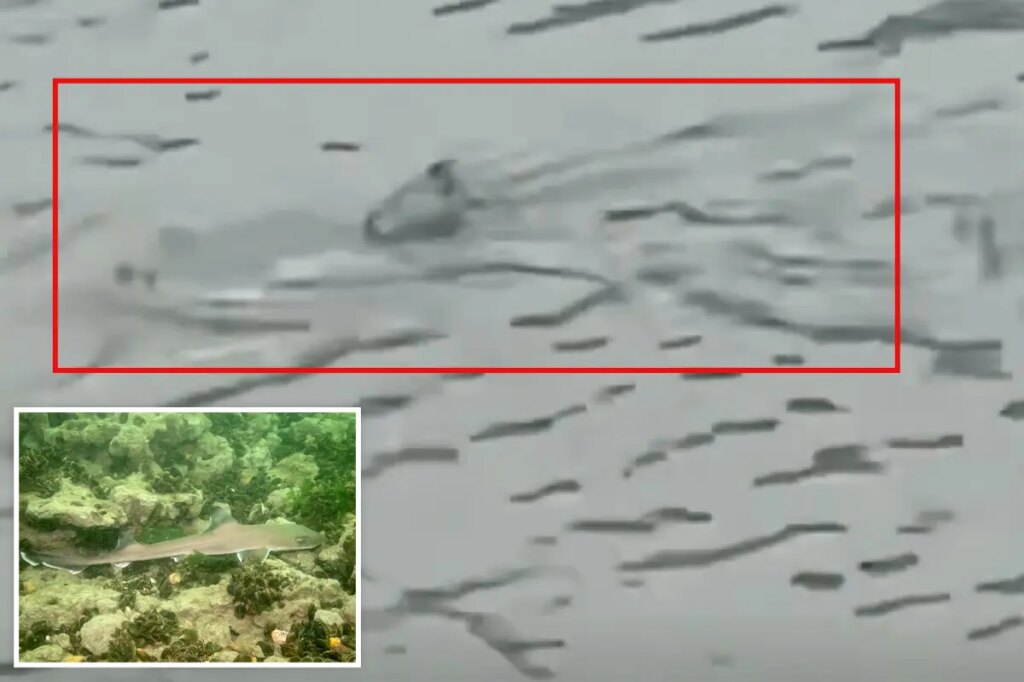 Shark seen swimming through flooded NJ streets as violent nor’easter batters coast