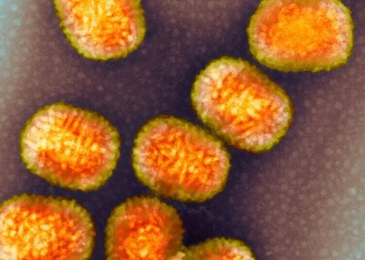 This Virus Stole a Human Gene and Won’t Let Go of It
