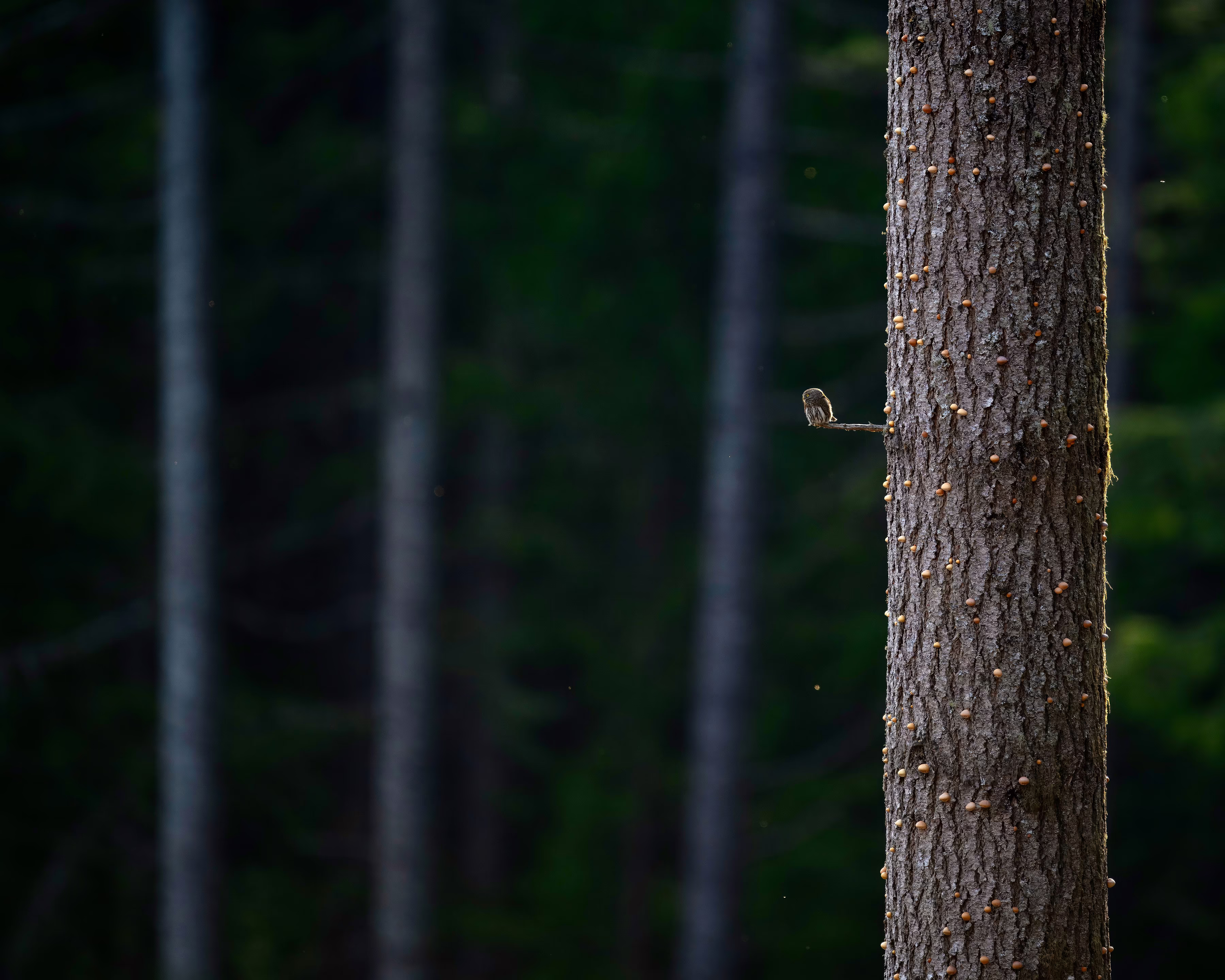 A very small owl perches on a tiny branch, close to a large tree trunk, in a forest.