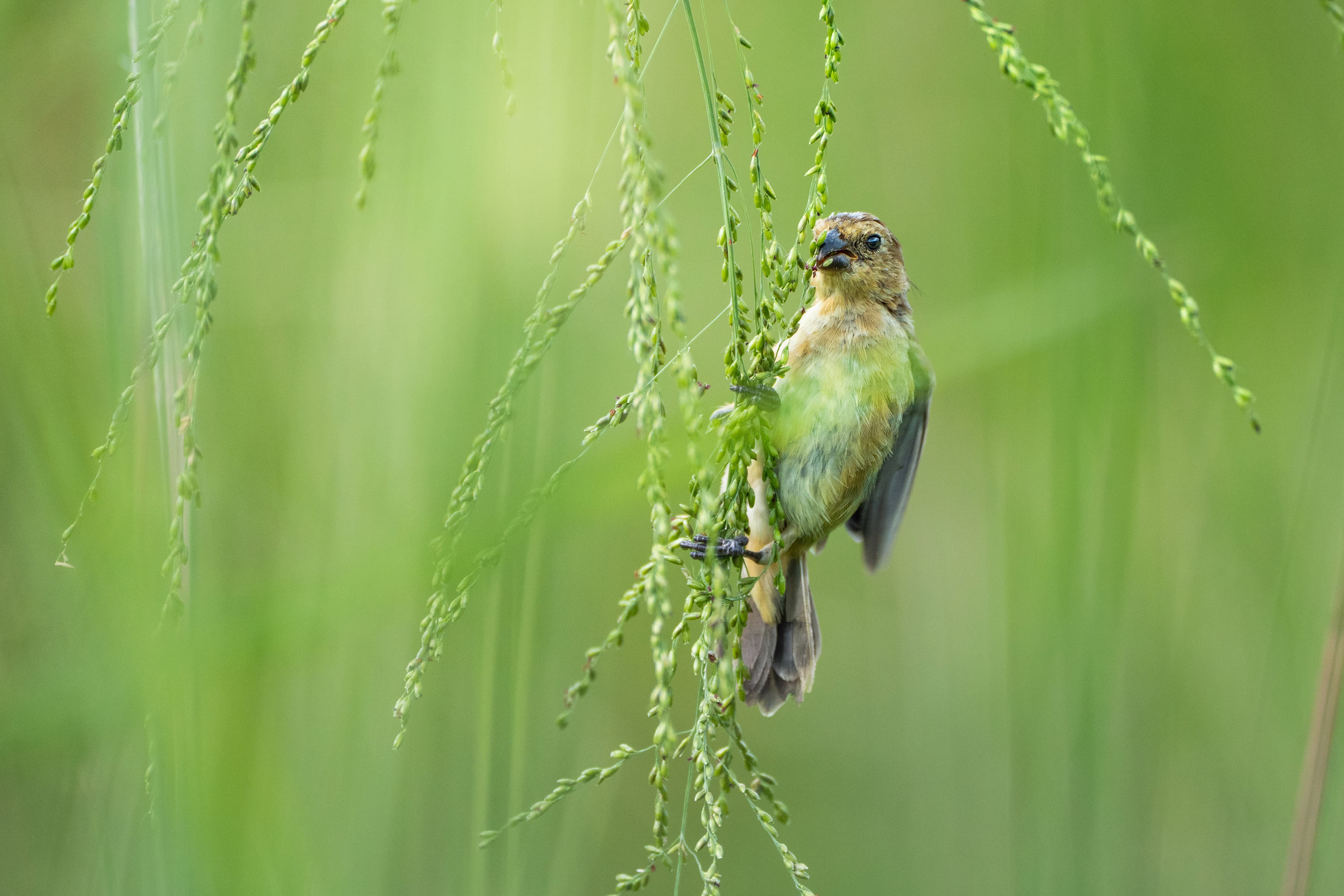 A small green-feathered bird grasps the tips of long grasses, feeding on seeds.