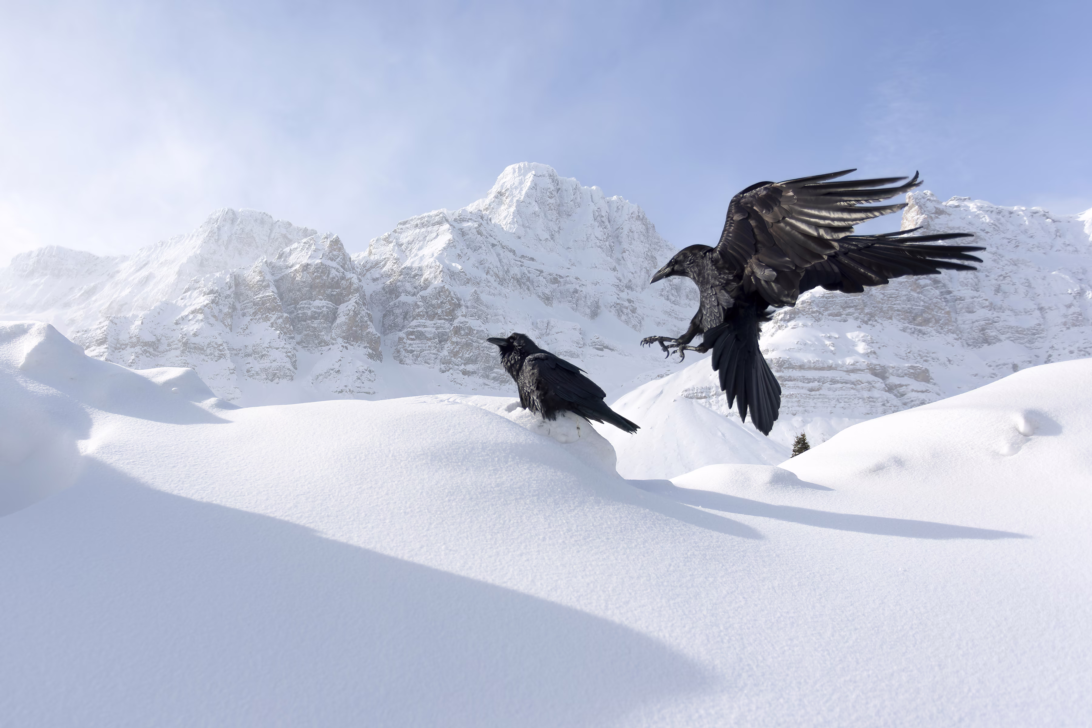 A raven flies toward another raven that sits on a mound of snow in a mountain setting.