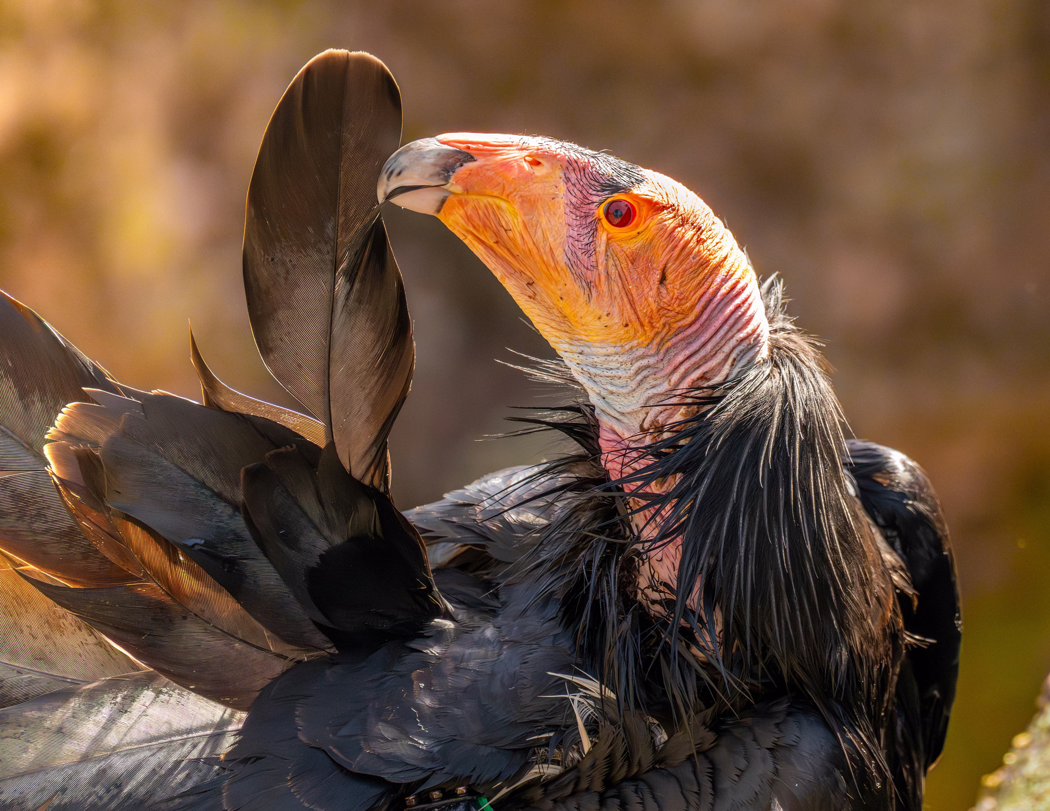 A close view of a condor preening one of its feathers.