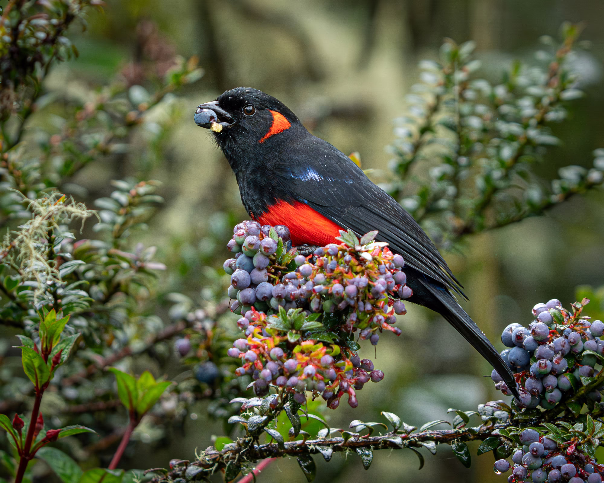 A small black-and-red bird perches in a bush, eating a berry.