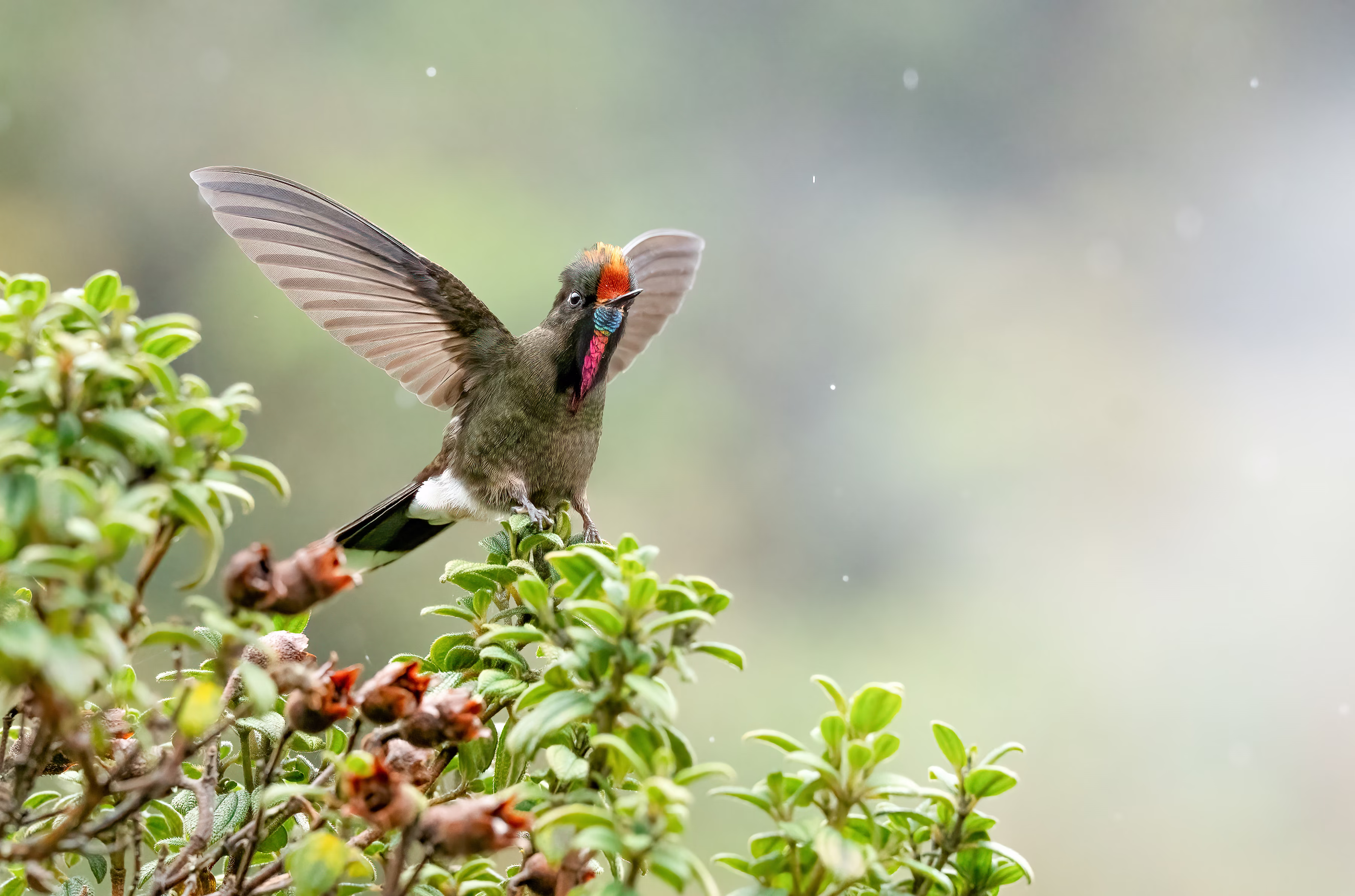 A bird with colorful plumage on its head and throat flaps while perched on a bush.