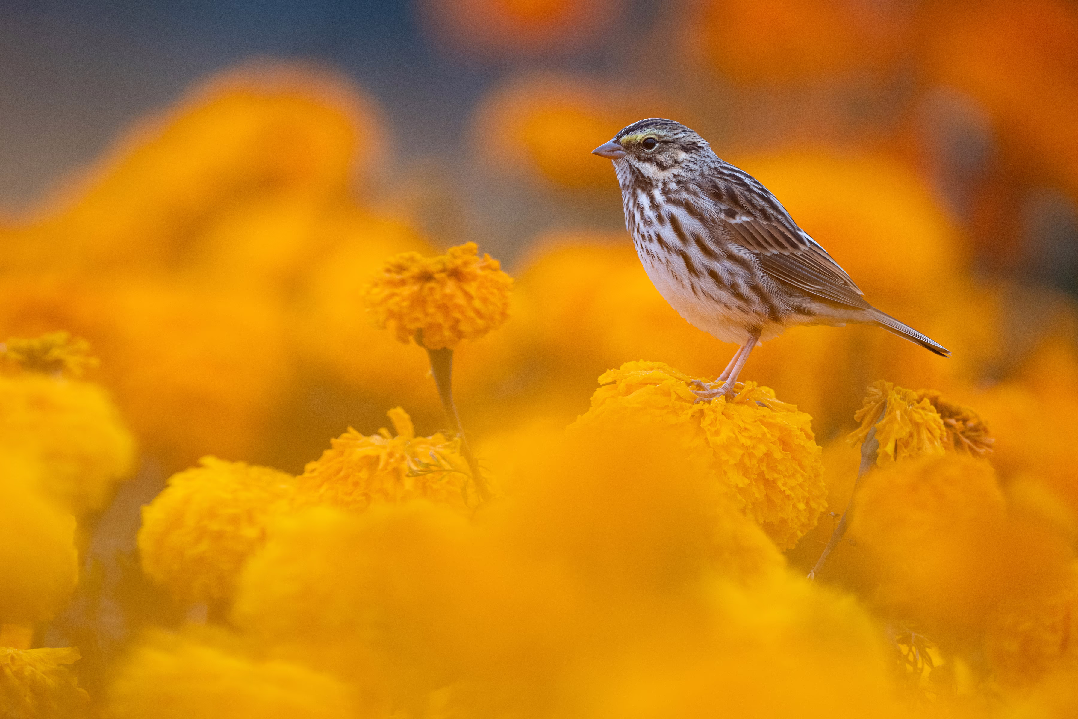 A small bird perches on yellow flowers.