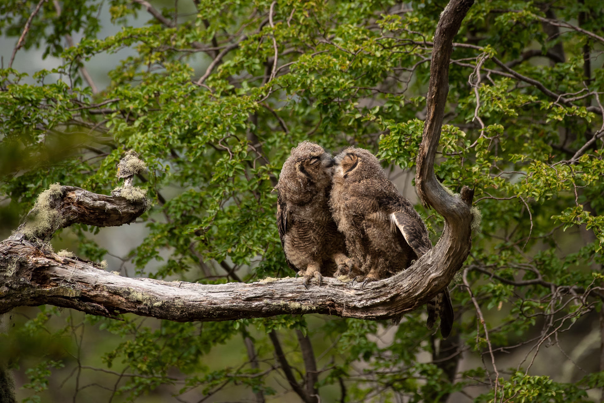 A pair of owls preen while perched on a branch.
