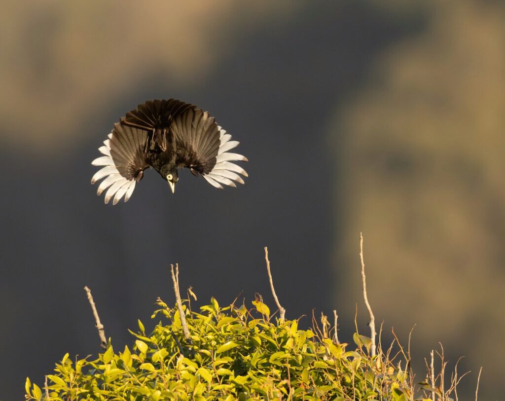 Selections From the 2026 Audubon Photography Awards Top 100