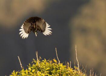 Selections From the 2026 Audubon Photography Awards Top 100
