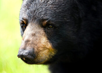 I fought to save Dolly, my neighborhood bear. Here’s how to save others.