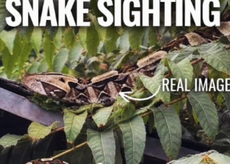 African viper with longest fangs of any snake is loose in SoCal neighborhood, police say