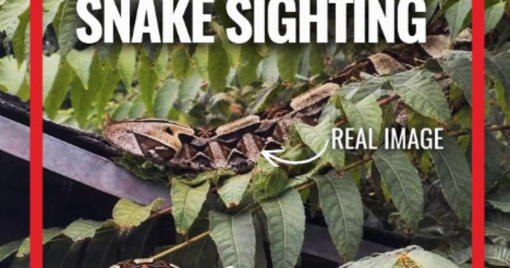 African viper with longest fangs of any snake is loose in SoCal neighborhood, police say