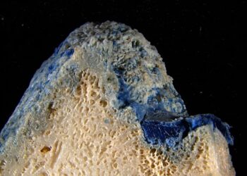 Plastic Is Melting Onto Corals