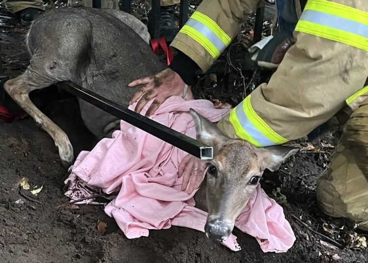 A deer was trapped amid nor’easter emergencies. Firefighters saved her.