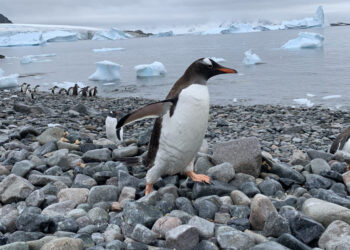 Scientists identify new species of penguin, first in more than a century