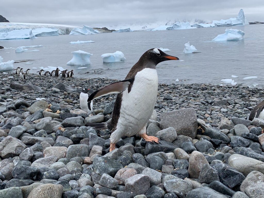 Scientists identify new species of penguin, first in more than a century