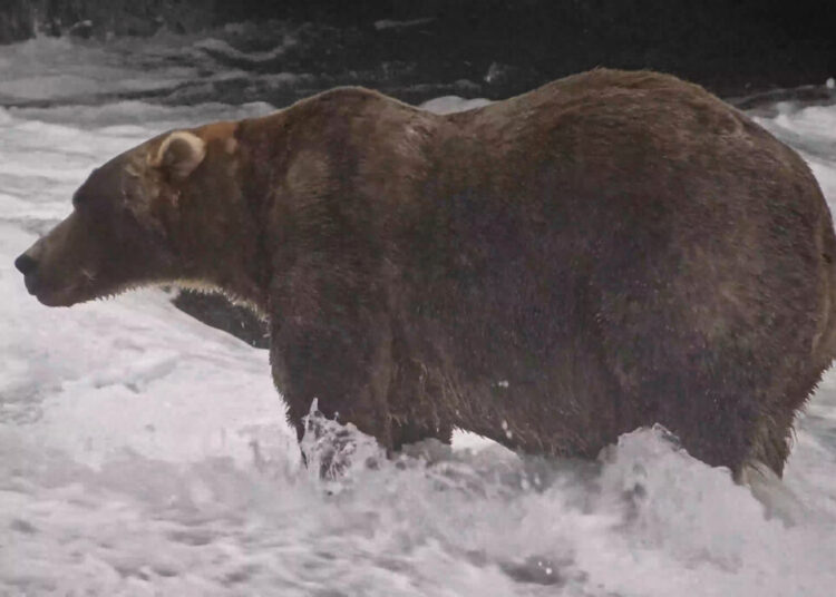 Fat Bear Week’s new winner is 89 ‘Backpack’